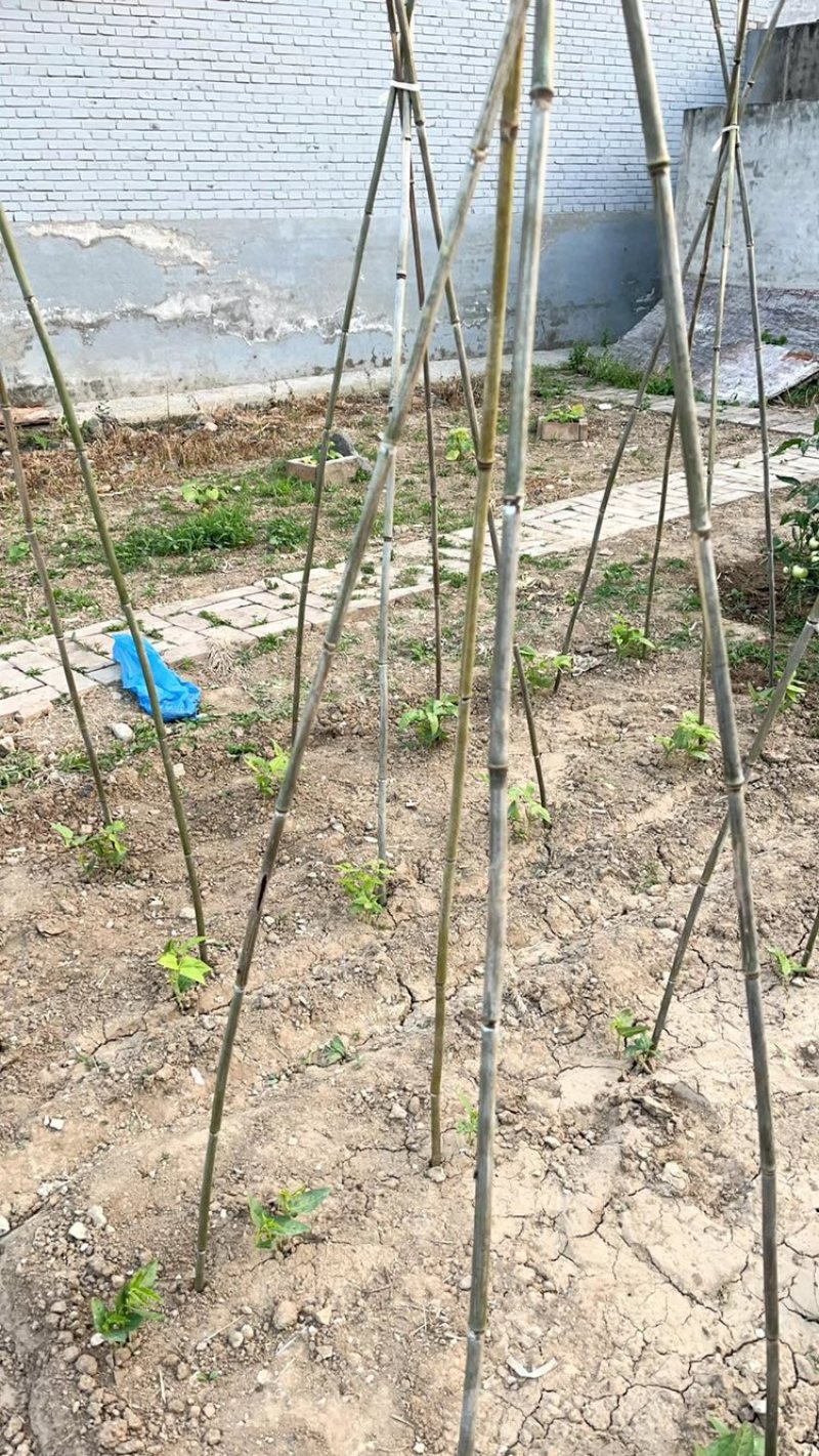 菜架竹竿