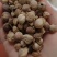 大料白豆蔻白寇，货源充足，品质保证，欢迎选【丹丹中药】