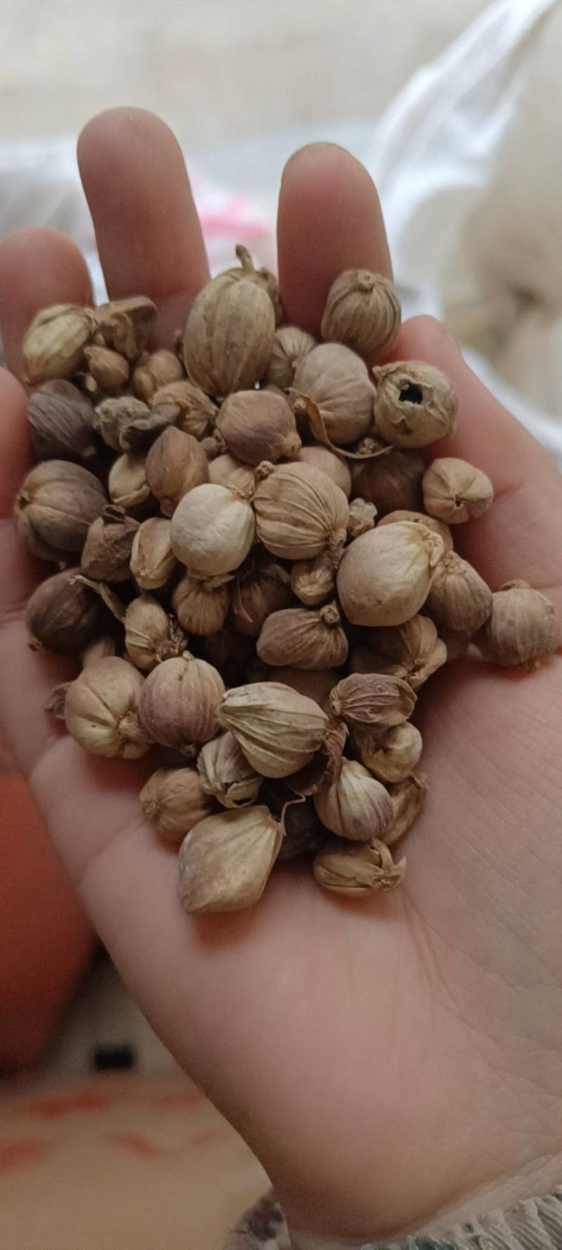大料白豆蔻白寇，货源充足，品质保证，欢迎选【丹丹中药】