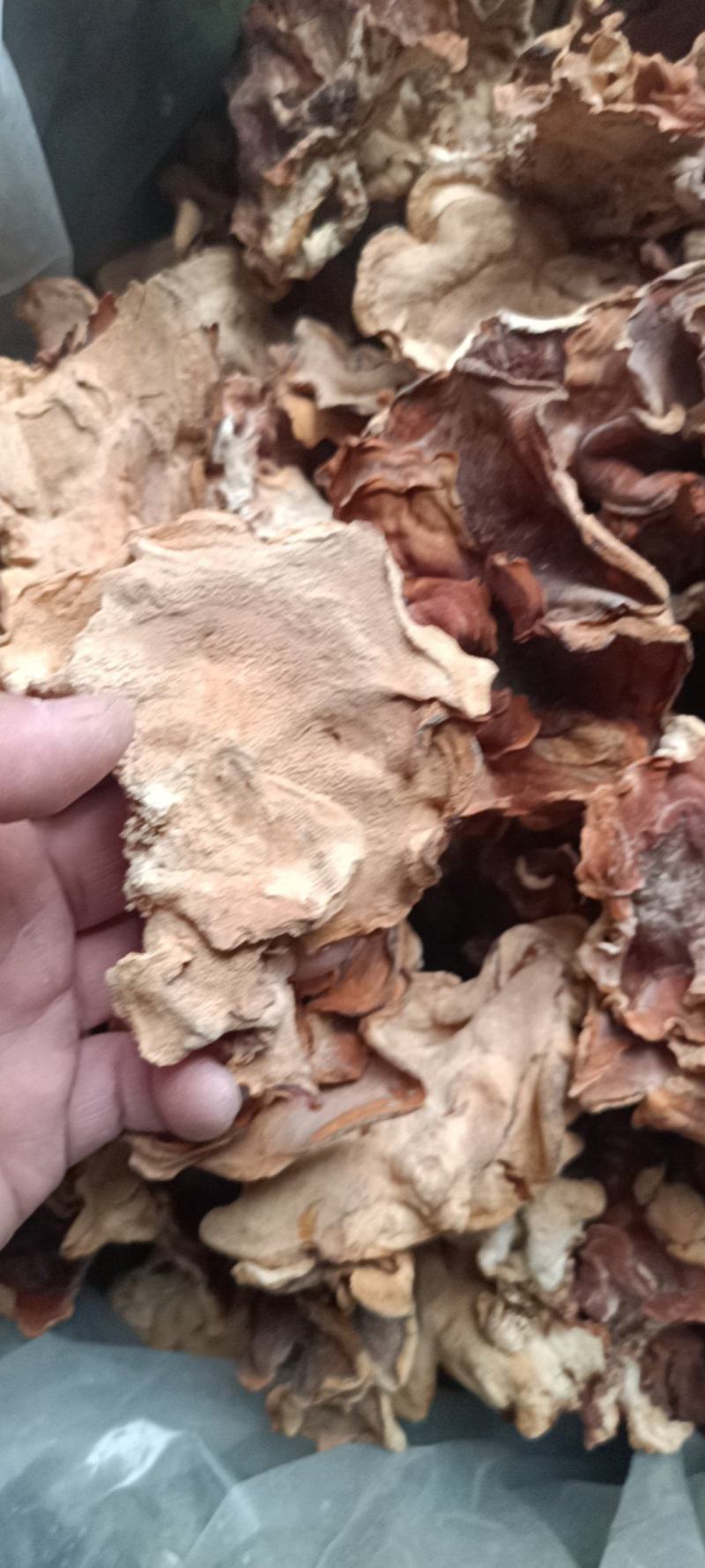 榆耳基地榆耳足干优质榆耳产地一手货源批发零售榆耳价格不贵