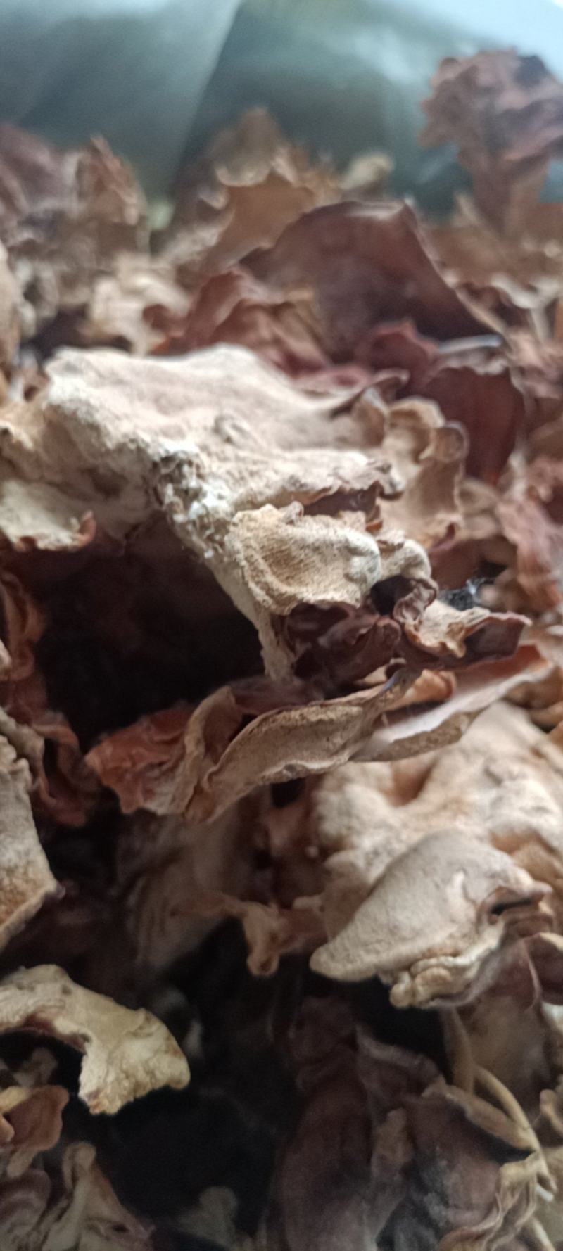 榆耳基地榆耳足干优质榆耳产地一手货源批发零售榆耳价格不贵