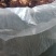 榆耳基地榆耳足干优质榆耳产地一手货源批发零售榆耳价格不贵
