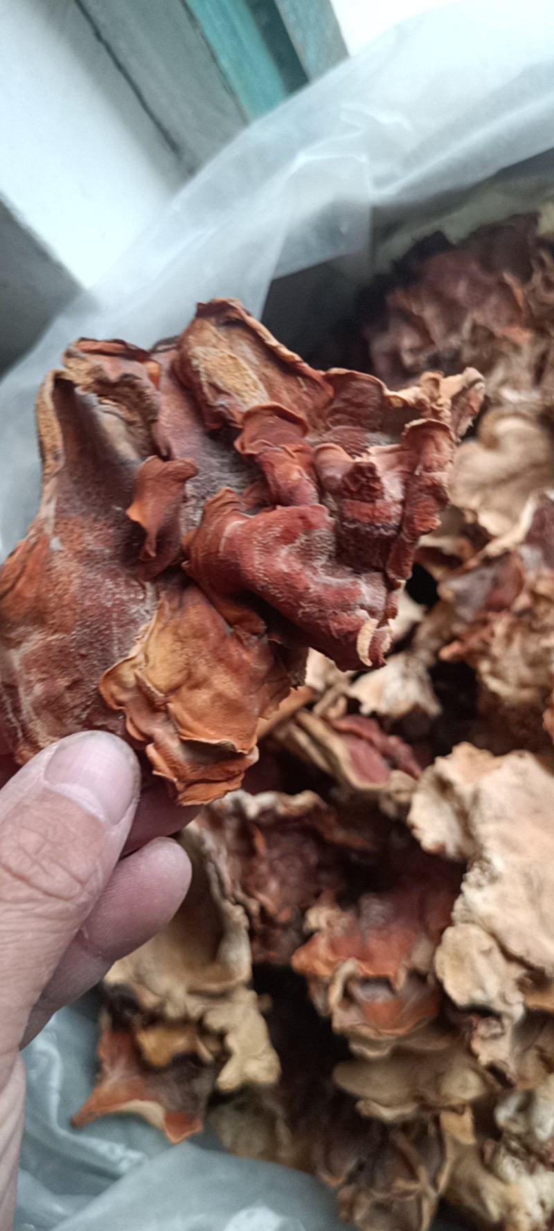 榆耳基地榆耳足干优质榆耳产地一手货源批发零售榆耳价格不贵