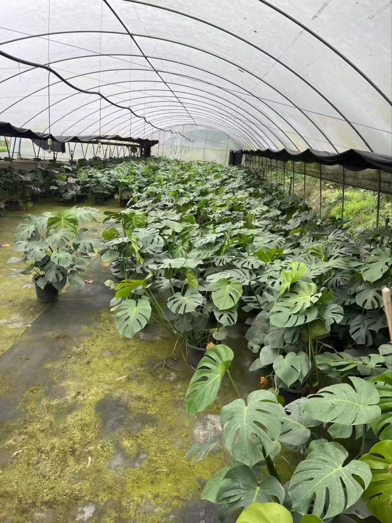成都龟背竹批发成都苗木基地供应各类规格龟背竹基地直销