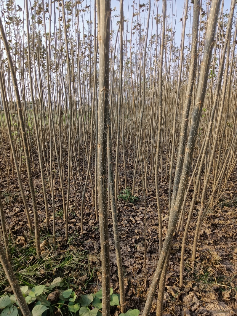 低价出售速生107杨树苗，杨树苗。无须杨树苗。