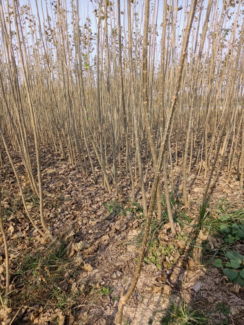 低价出售速生107杨树苗，杨树苗。无须杨树苗。
