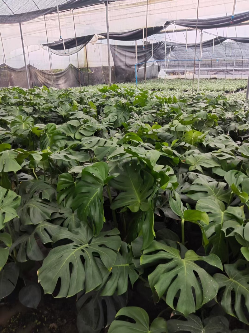 重庆龟背竹批发重庆苗木基地供应各类规格龟背竹基地直销