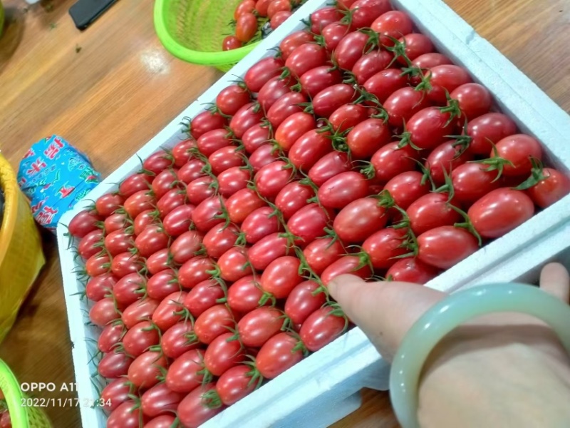 广东贝贝圣女果大量上市产地直发量大价优欢迎联系