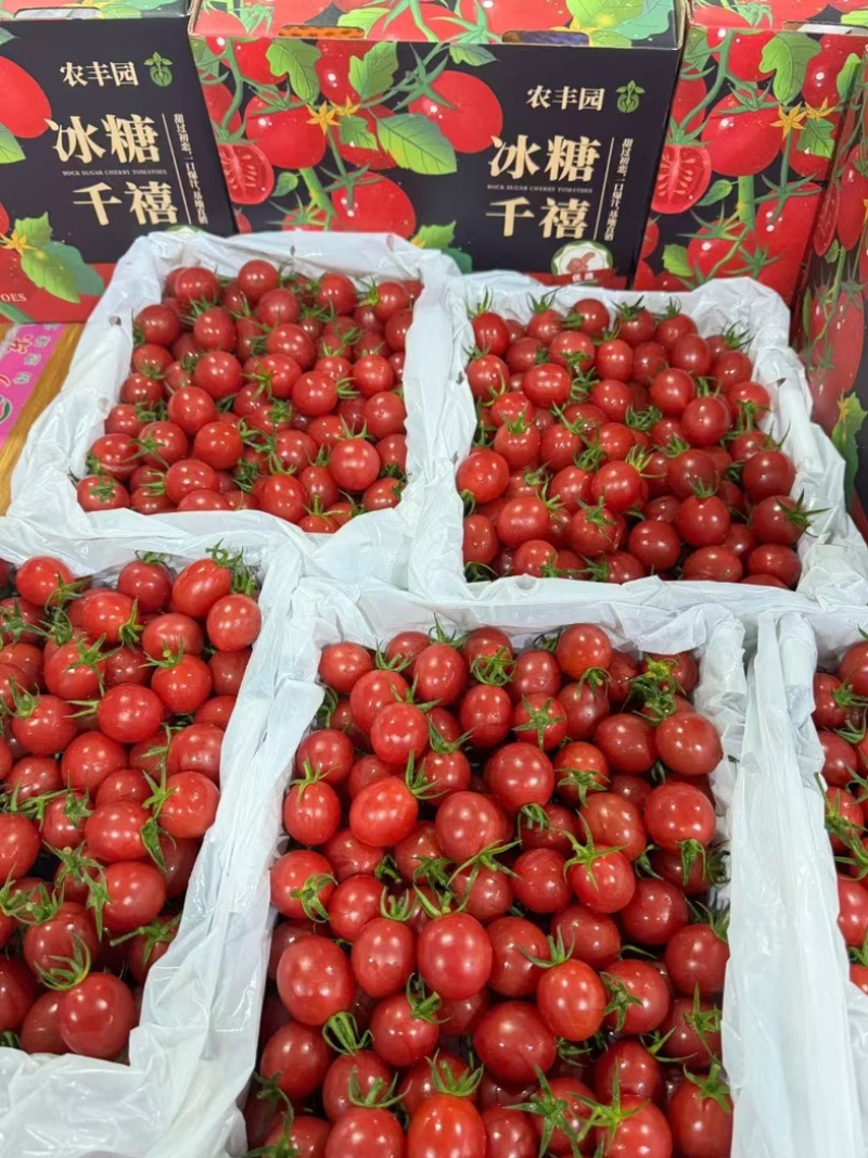 广东贝贝圣女果大量上市产地直发量大价优欢迎联系