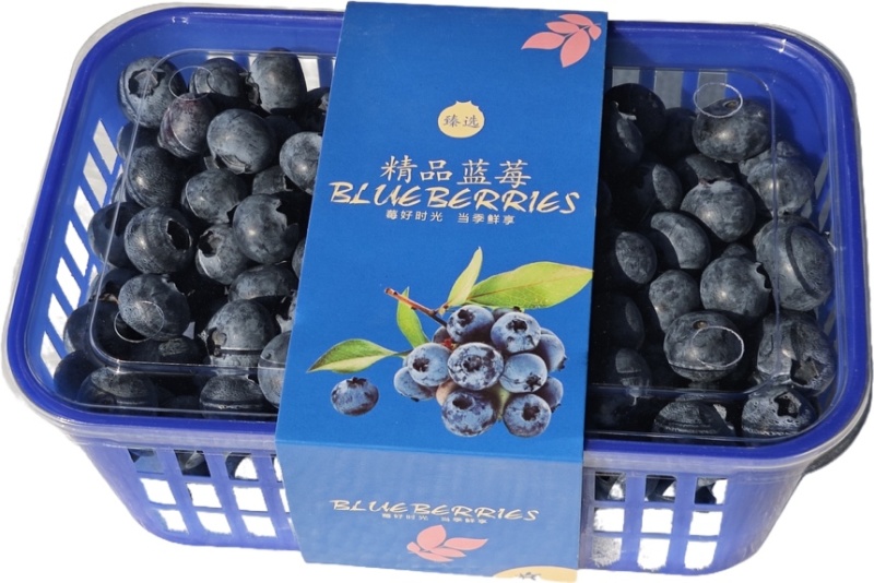 云南蓝莓F6L11大量上市欢迎砸单零售批发单支持一件代发