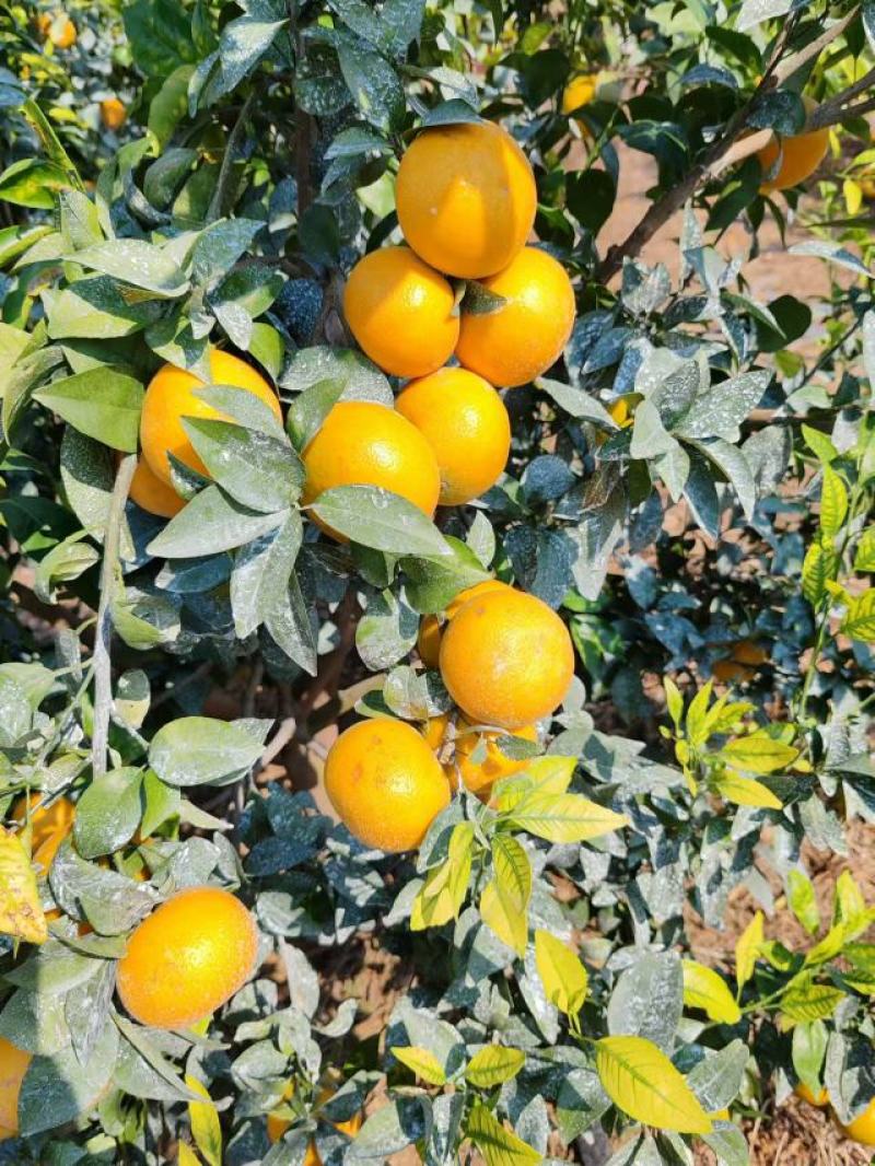 沃柑