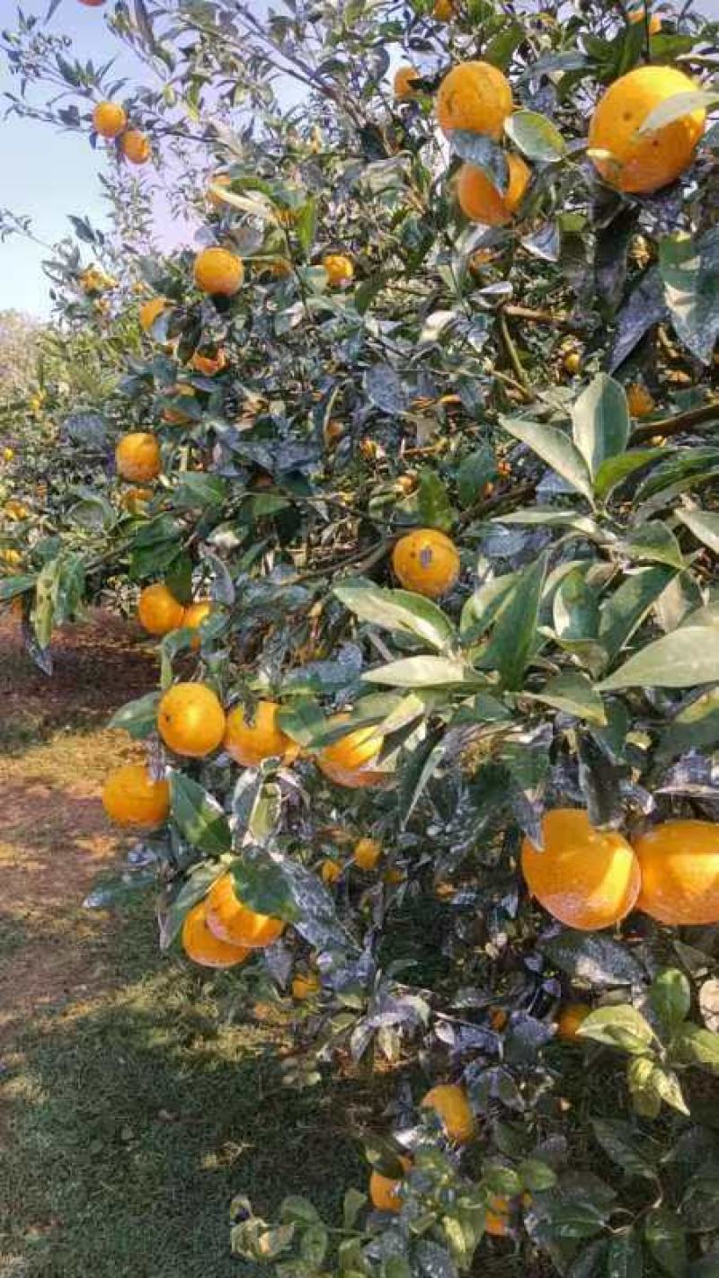 沃柑