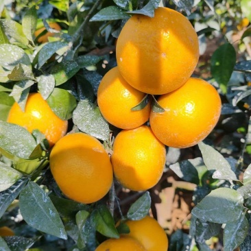 沃柑