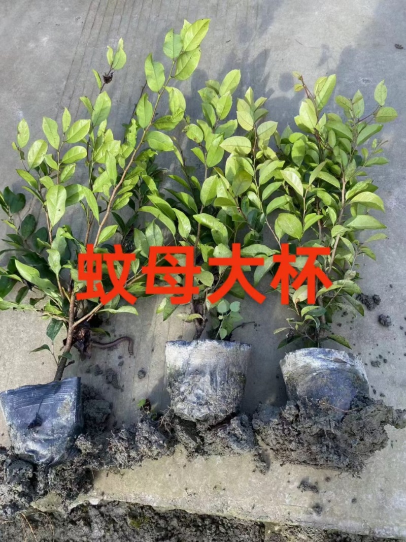 成都中华蚊母批发成都苗木基地供应各类规格中华蚊母基地