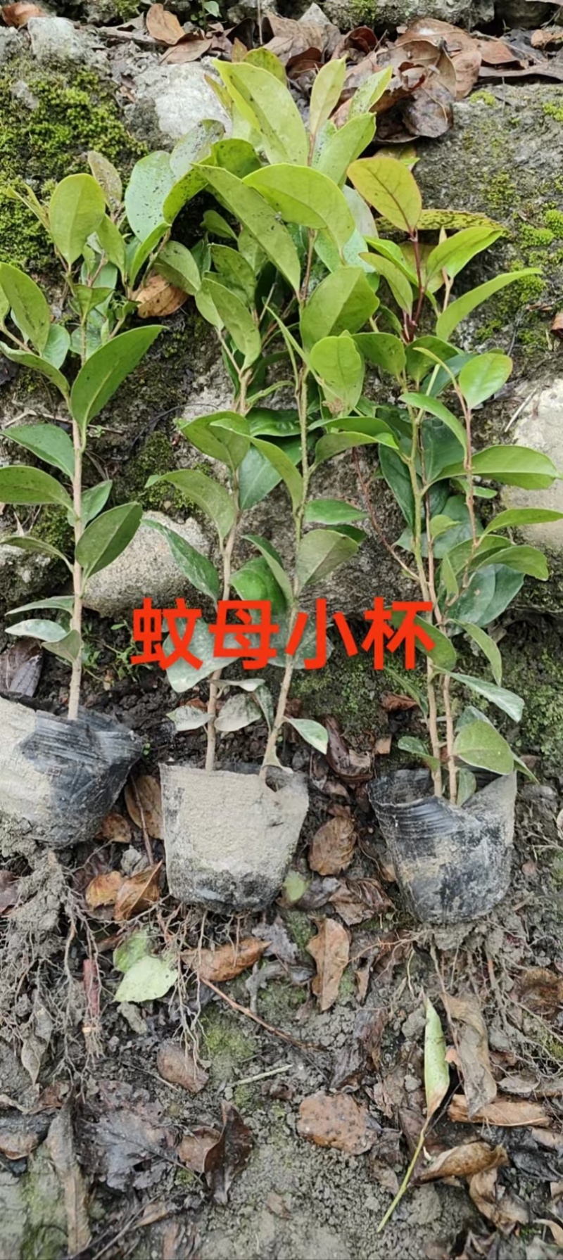 成都中华蚊母批发成都苗木基地供应各类规格中华蚊母基地