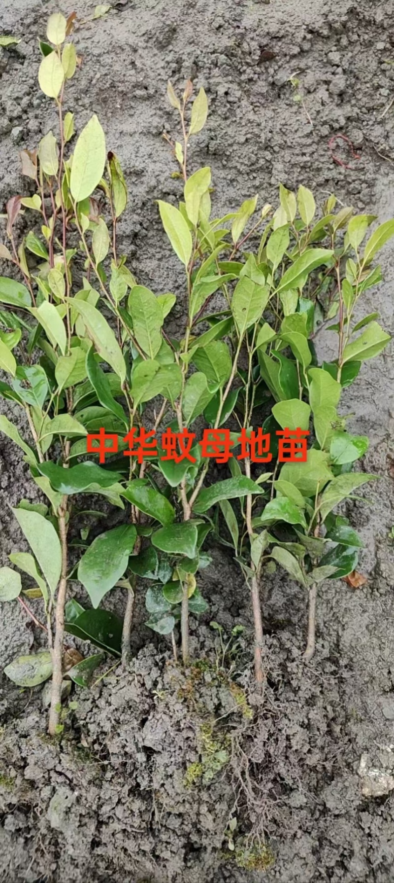 成都中华蚊母批发成都苗木基地供应各类规格中华蚊母基地