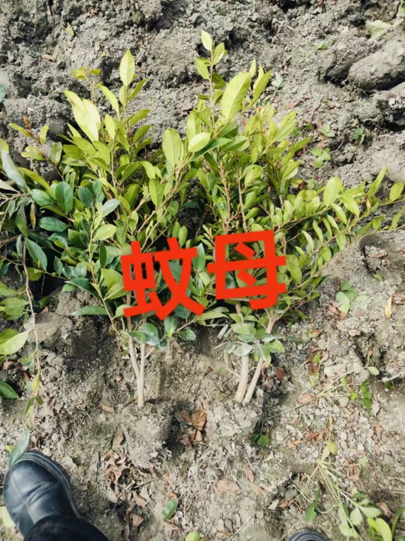 成都中华蚊母批发成都苗木基地供应各类规格中华蚊母基地