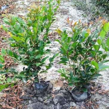贵州中华蚊母批发贵州苗木基地供应各类规格中华蚊母基地