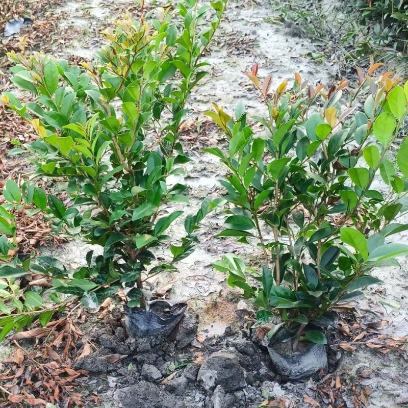 贵州中华蚊母批发贵州苗木基地供应各类规格中华蚊母基地