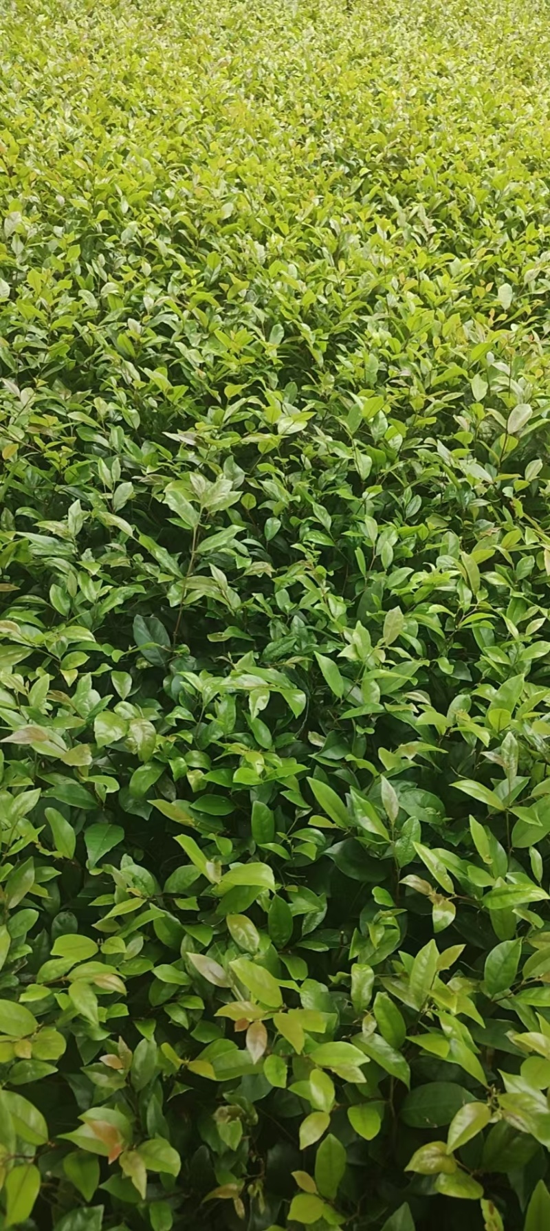 贵州中华蚊母批发贵州苗木基地供应各类规格中华蚊母基地