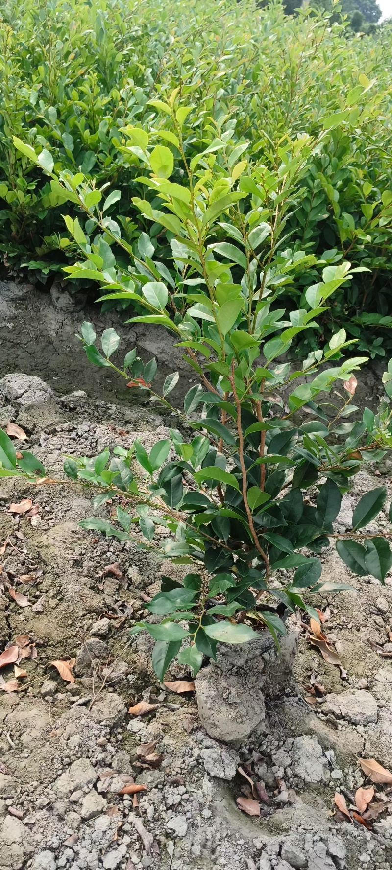 贵州中华蚊母批发贵州苗木基地供应各类规格中华蚊母基地