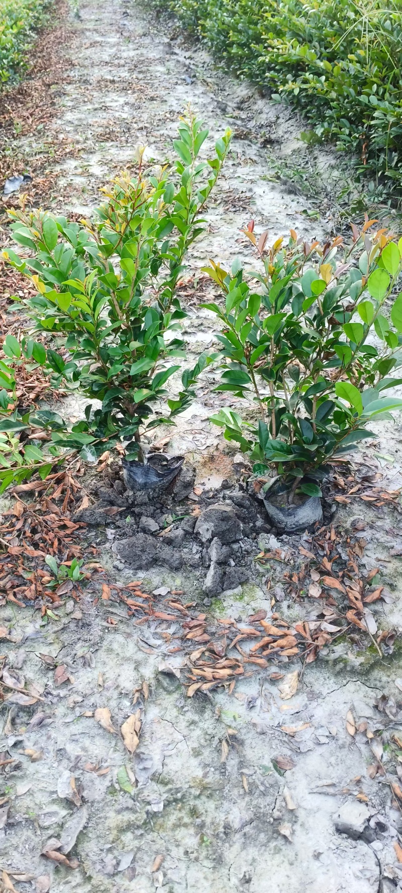 贵州中华蚊母批发贵州苗木基地供应各类规格中华蚊母基地