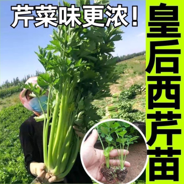 皇后西芹苗寿光基地批发直发穴盘育苗成活率高