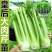 皇后西芹苗寿光基地批发直发穴盘育苗成活率高