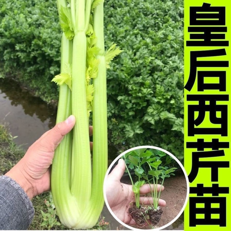 皇后西芹苗寿光基地批发直发穴盘育苗成活率高