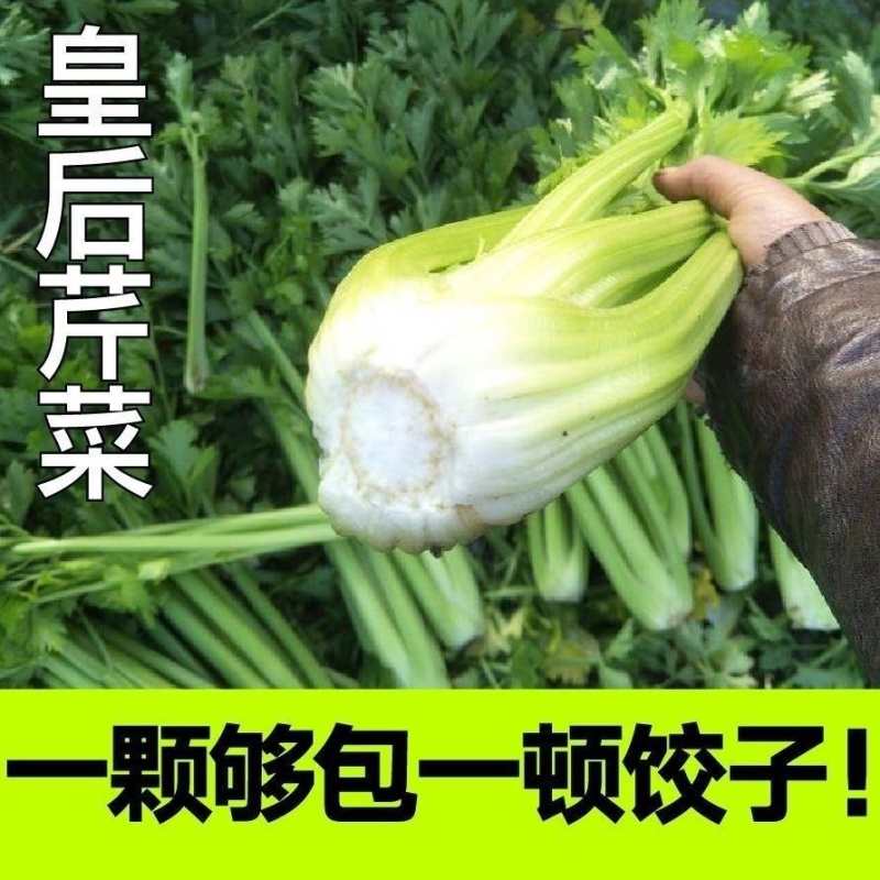 皇后西芹苗寿光基地批发直发穴盘育苗成活率高