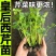 皇后西芹苗寿光基地批发直发穴盘育苗成活率高