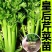 皇后西芹苗寿光基地批发直发穴盘育苗成活率高
