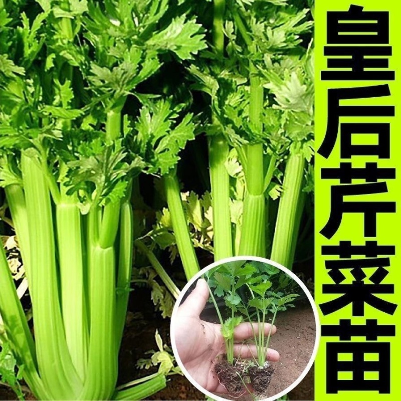 皇后西芹苗寿光基地批发直发穴盘育苗成活率高