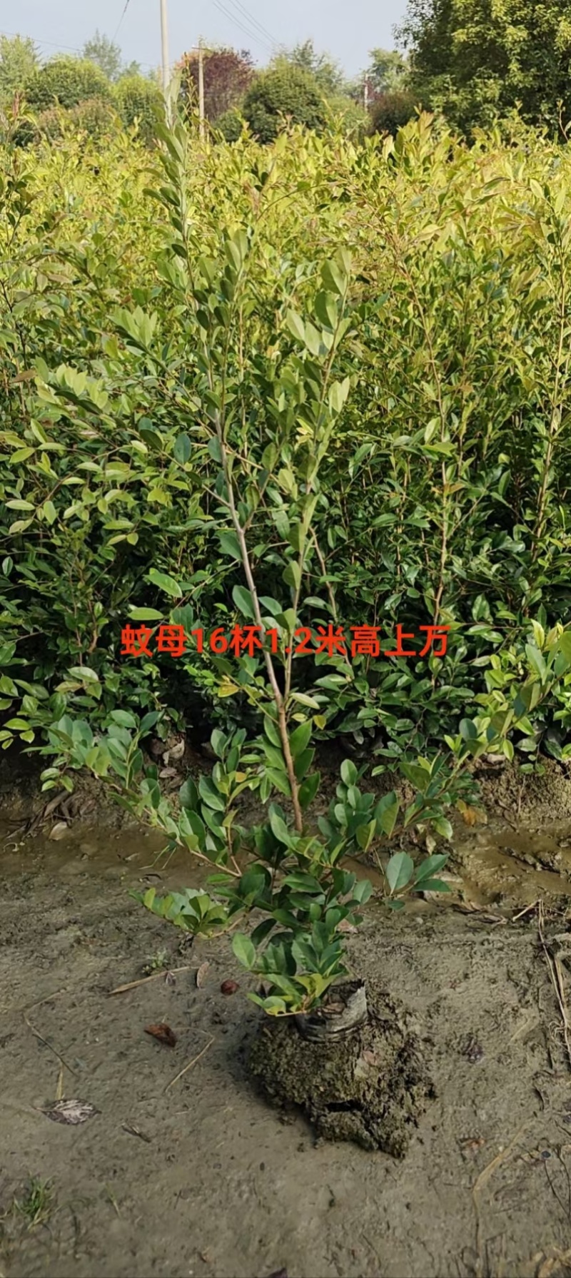 重庆中华蚊母批发重庆苗木基地供应各类规格中华蚊母基地