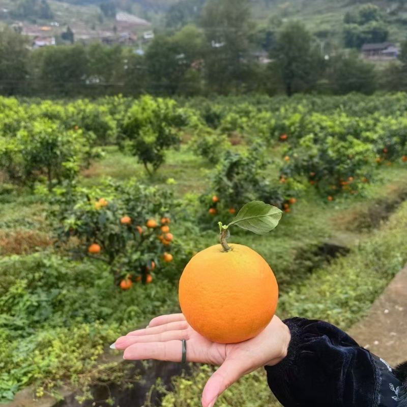 爱媛38果冻橙