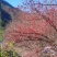 山茱萸
