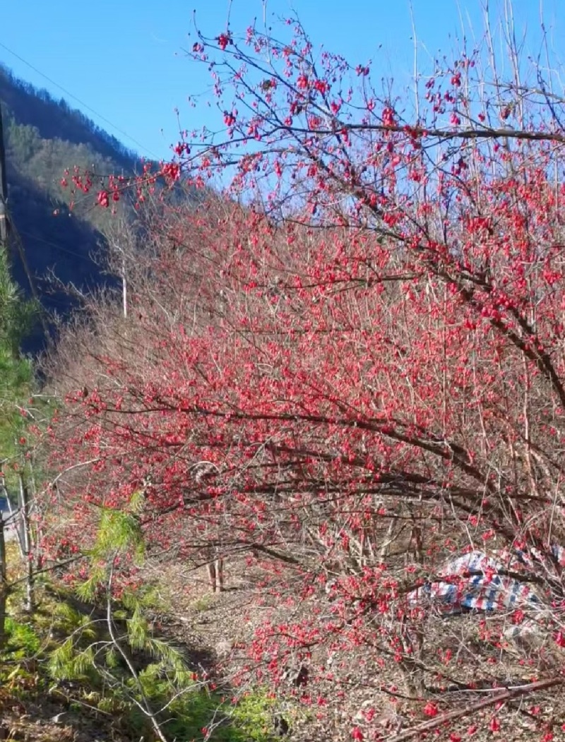 山茱萸