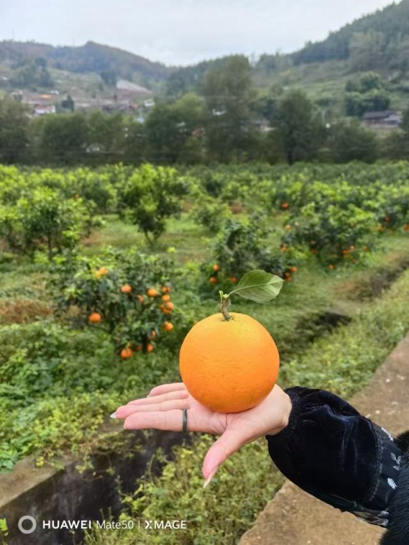 爱媛38果冻橙