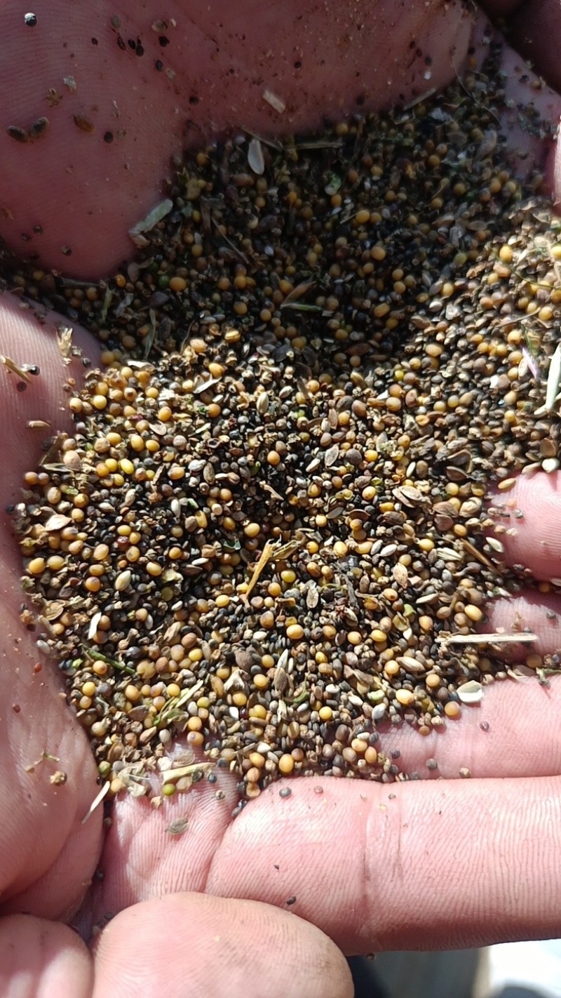 菜籽下脚料河北张家口万全欢迎采购欢迎订购