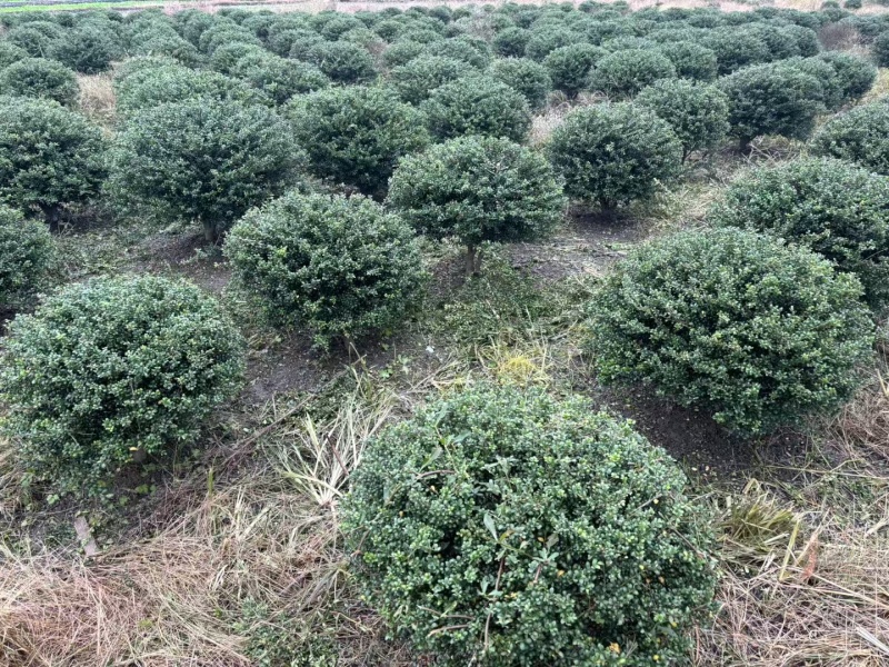 贵州龟甲冬青批发贵州苗木基地供应各类规格龟甲冬青基地