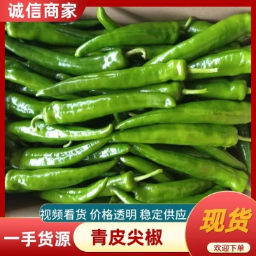 广东湛江青皮尖椒，产地批发/欢迎来电咨询/全国发货