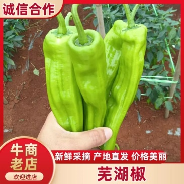 芜湖椒，薄皮椒，价格美丽，泡王，一手货源，一手产地，质