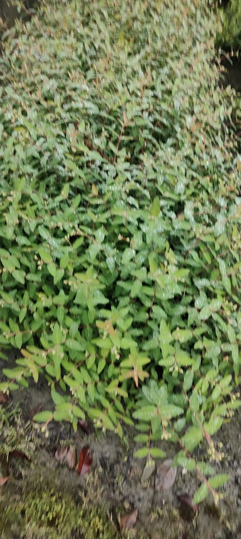 成都金丝桃批发成都苗木基地供应各类规格金丝桃基地直销