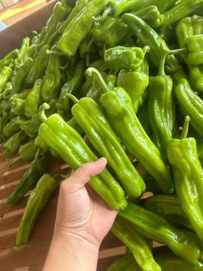 芜湖椒，薄皮椒，价格美丽，泡王，一手货源，一手产地，质