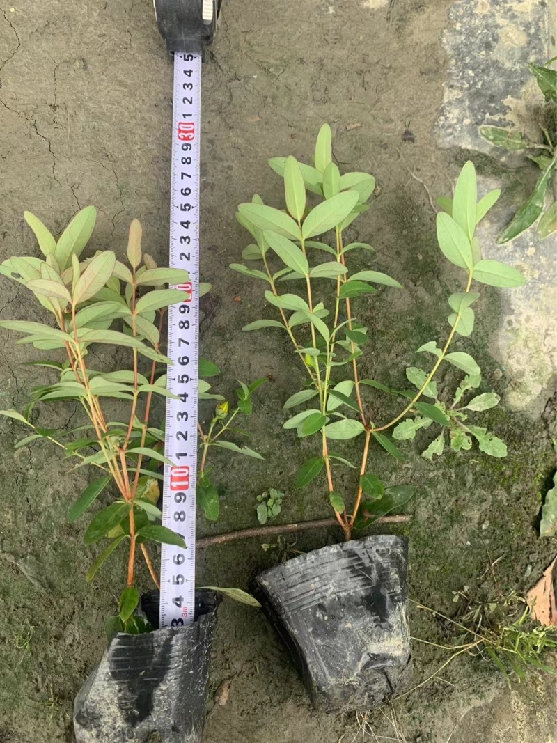 贵州金丝桃批发贵州苗木基地供应各类规格金丝桃基地直销