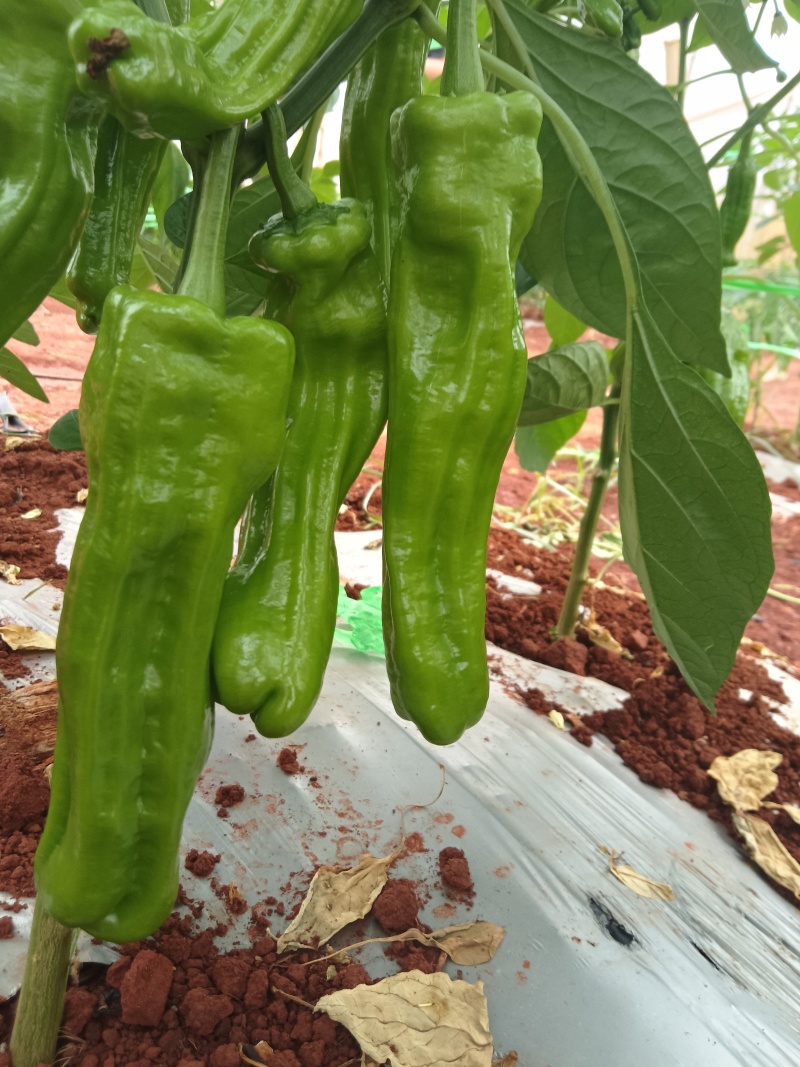 芜湖椒，薄皮椒，价格美丽，泡王，一手货源，一手产地，质