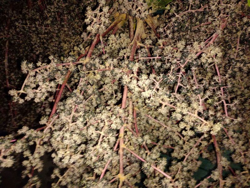 大通草种子