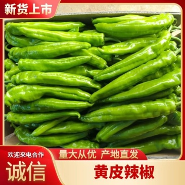 广东湛江黄皮尖椒上市，价格实惠，欢迎咨询