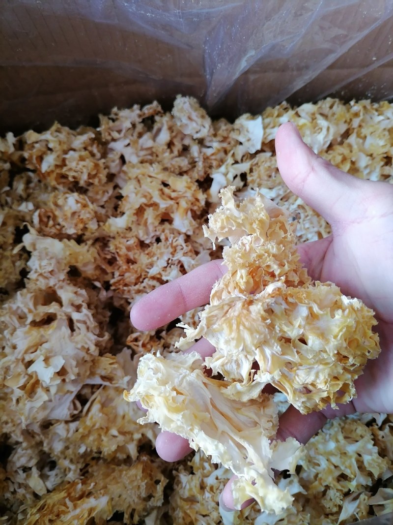 绣球菌干货，新品干货绣球菌