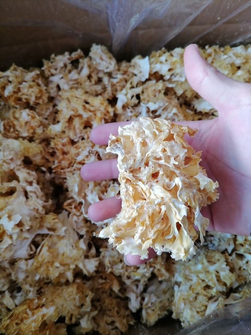 绣球菌干货，新品干货绣球菌